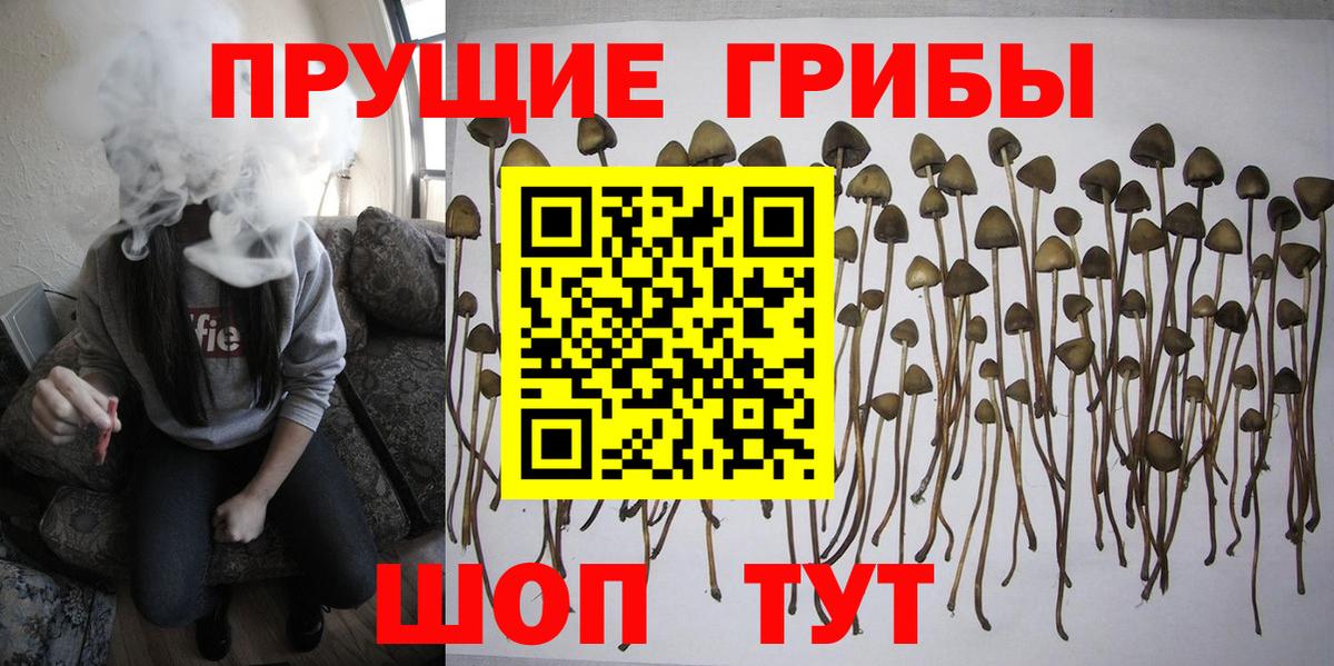 Псилоцибиновые грибы мицелий Мурманск